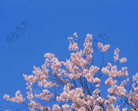 春暖花开51图片