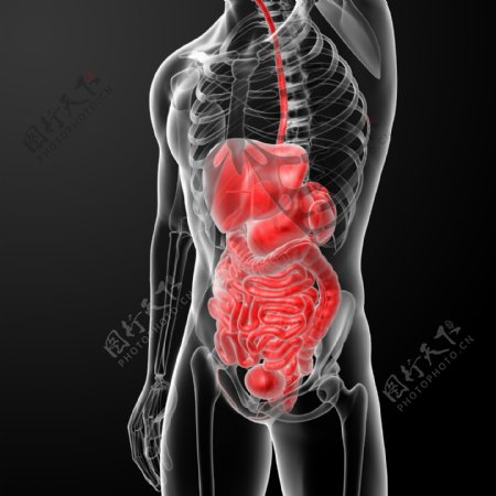 肝脏肠胃结构图片