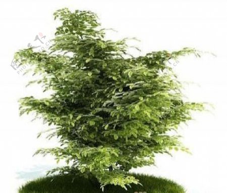 国外精品植物树木灌木3D模型25套5