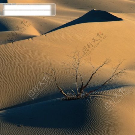 沙漠戈壁滩树枝