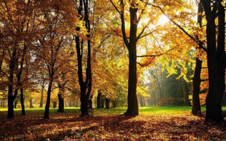 秋天树林风景图