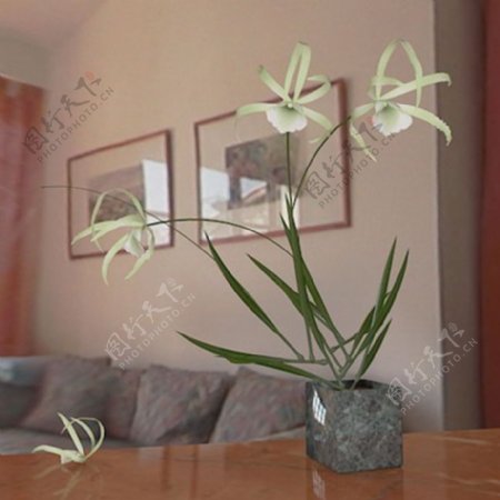 3D植物模型3D兰花模型
