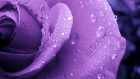 紫色露珠玫瑰花