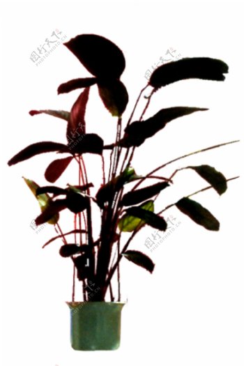 室内植物062