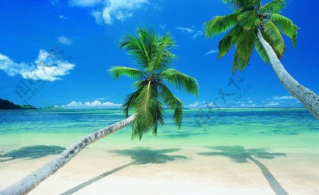 海蓝天海岛海滩椰树白云