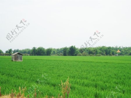 农田水稻小木屋图片