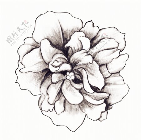 素描木槿花