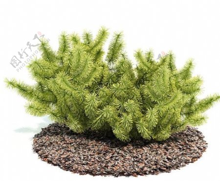 绿色植物三维模型图片