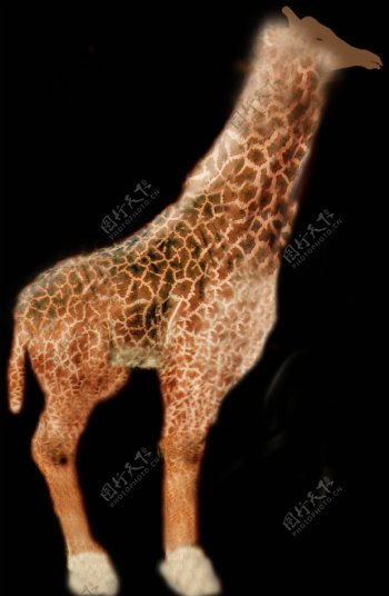 3d长颈鹿模型