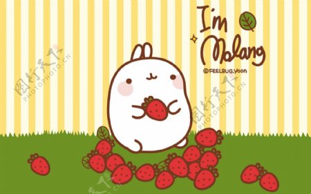 胖子兔吃草莓