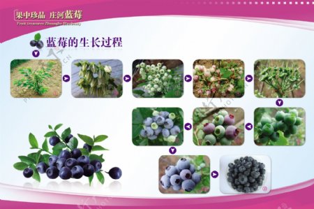 蓝莓宣传图片