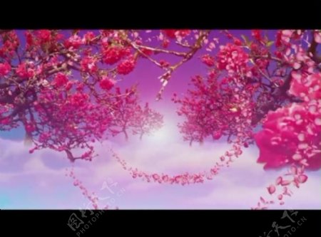 花朵背景视频素材图片