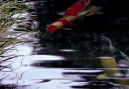 水塘金鱼背景视频素材图片