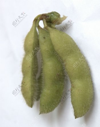 绿色黄豆的果实图片
