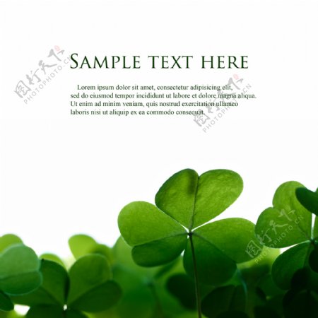 绿色草广告图片