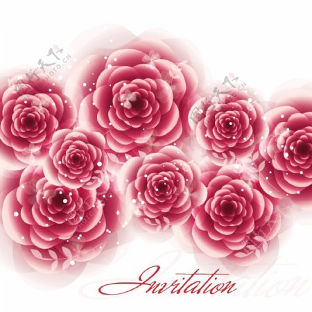 矢量玫瑰花卉卡片设计