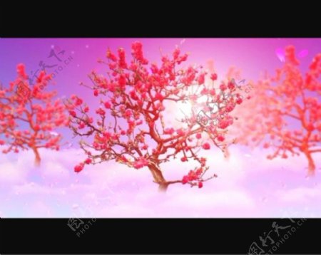 桃花树背景视频素材模板下载