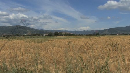 castelione和小麦库存的录像视频免费下载
