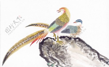 中华艺术绘画古画动物绘画孔雀天鹅鸳鸯凤凰中国古代绘画