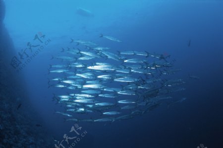 海洋鱼类图片