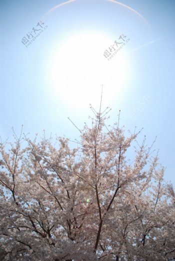 三月樱花摄于上海万科城市花园