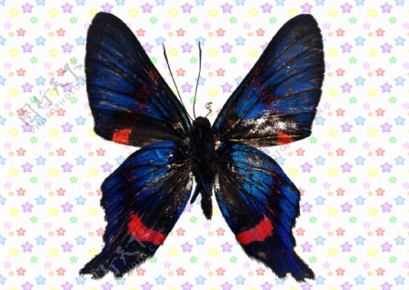 深蓝色荧光红色蝴蝶图片