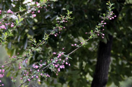 樱花图片