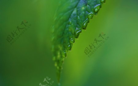 绿色叶子上的水滴图片