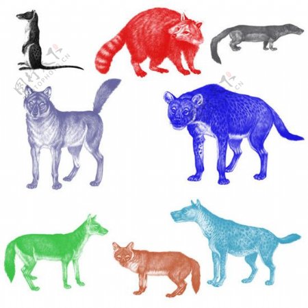 各种猫类动物矢量图