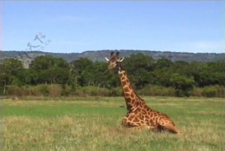 长颈鹿活动视频频模板下载