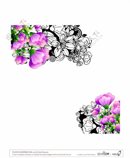 淡紫康乃馨矢量图片
