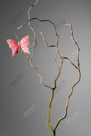 树木蝴蝶摄影图片