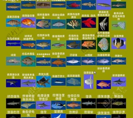 40种鱼模型图片