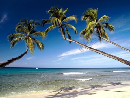 西印度群岛巴巴多斯国王海滩图片
