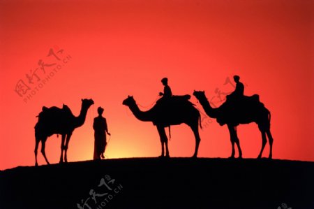 夕阳骆驼