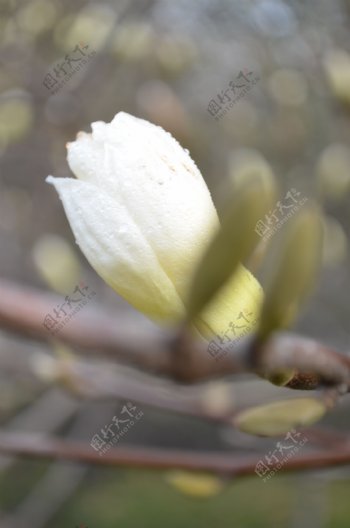 白玉兰花图片