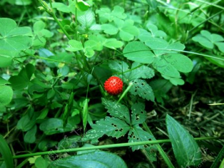 野生草莓图片