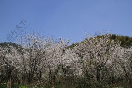 绍兴大香林樱花图片