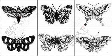 蝴蝶ps笔刷图片