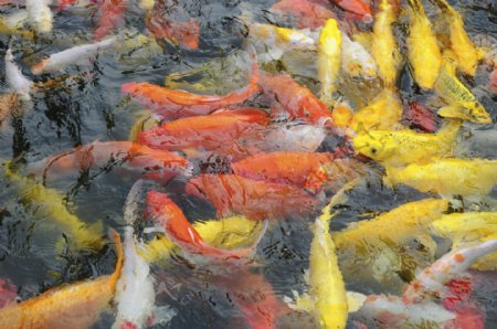 观赏鱼之红黄锦鲤图片