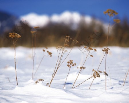 雪中的小植物
