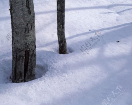 雪中的一棵树