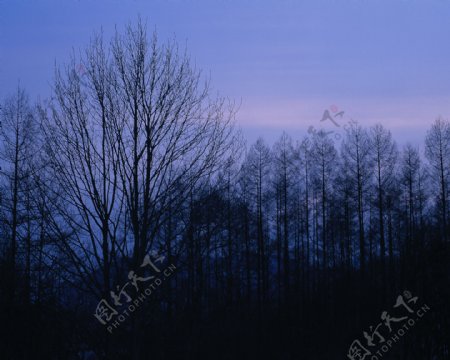 黑夜的中的森林小树