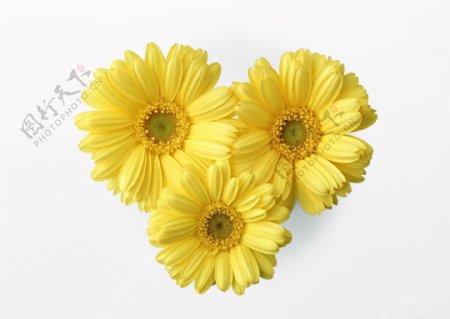 3朵黄色小花