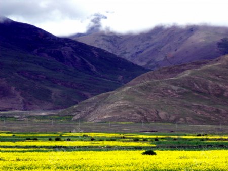 西藏7月山前的油菜花