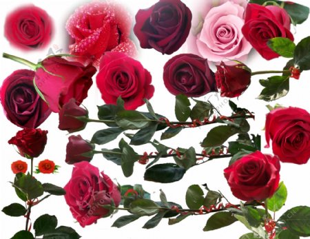 玫瑰花玫瑰红玫瑰鲜花花朵