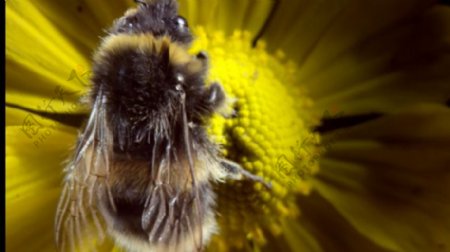 蜜蜂采花粉