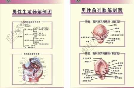 男性生殖器官解剖图图片