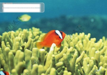海底珊瑚红鱼