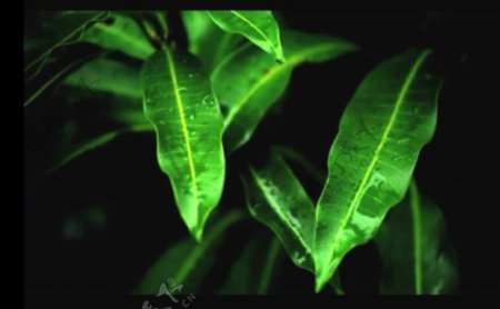 绿叶水滴视频素材